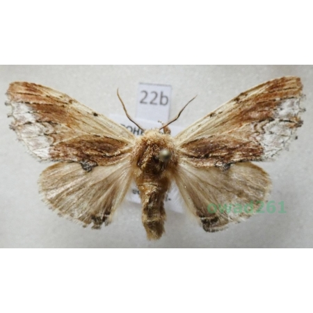 Ptilodon cucullina (Denis & Schiffermüller, 1775) Czech22b